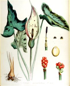 Arum maculatum — Flora Batava — Volume v14