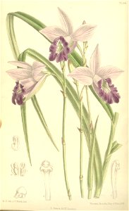 Arundina graminifolia (as Arundina bambusifolia, spelled bambusaefolia) - Curtis' 119 (Ser. 3 no. 49) pl. 7284 (1893)