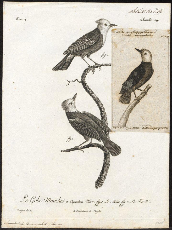 Arundinicola leucocephala - 1796-1808 - Print - Iconographia Zoologica - Special Collections University of Amsterdam - UBA01 IZ16500227
