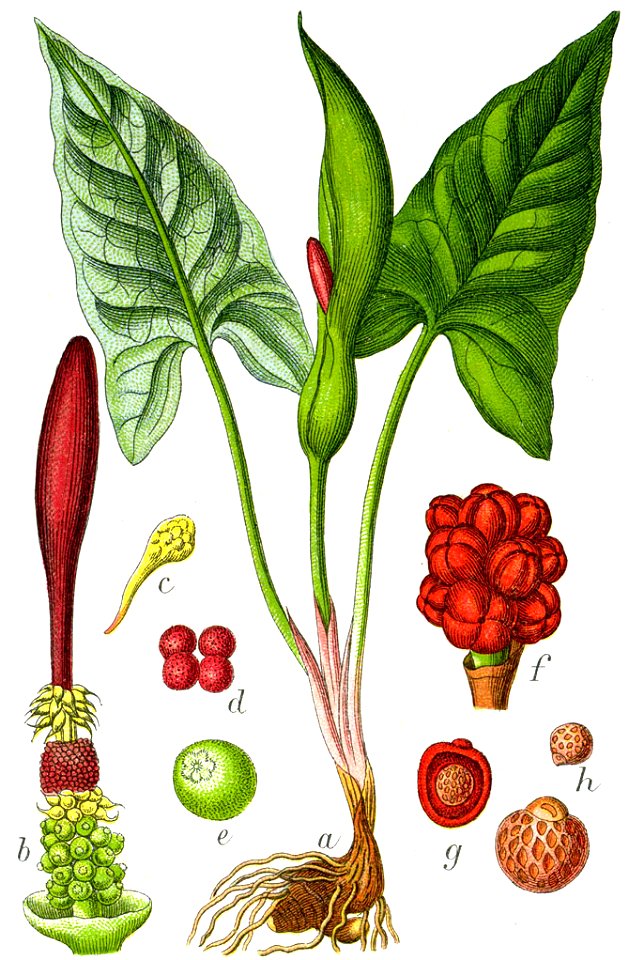Arum maculatum Sturm63