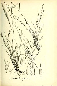 Arundinella nepalensis - Species graminum - Volume 3