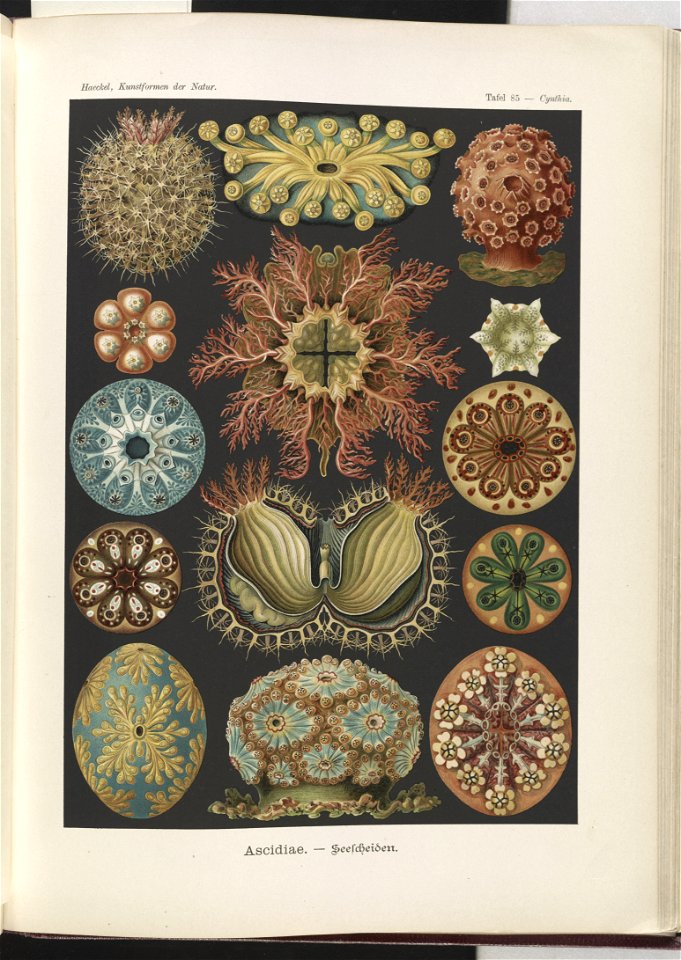 Ascidiae. - Seescheiden LCCN2014645041