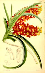 Ascocentrum curvifolium (as Saccolabium miniatum) - Curtis' 88 (Ser. 3 no. 18) pl. 5326 (1862). Free illustration for personal and commercial use.