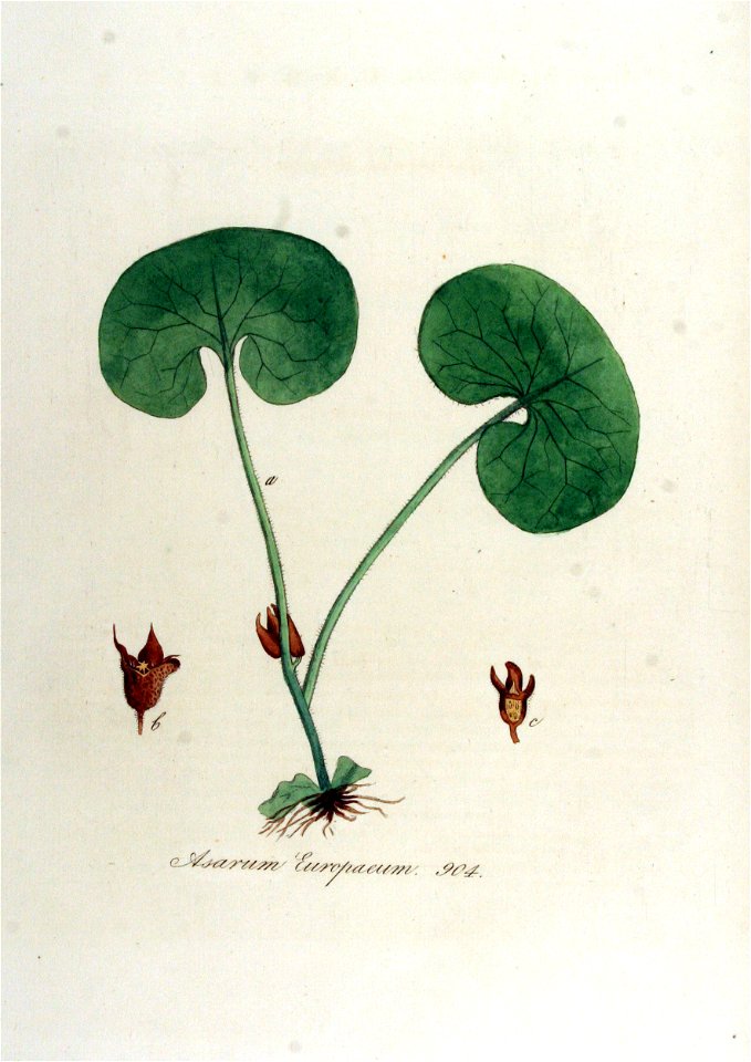 Asarum europaeum — Flora Batava — Volume v12