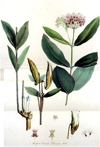 Asclepias cornuti — Flora Batava — Volume v13