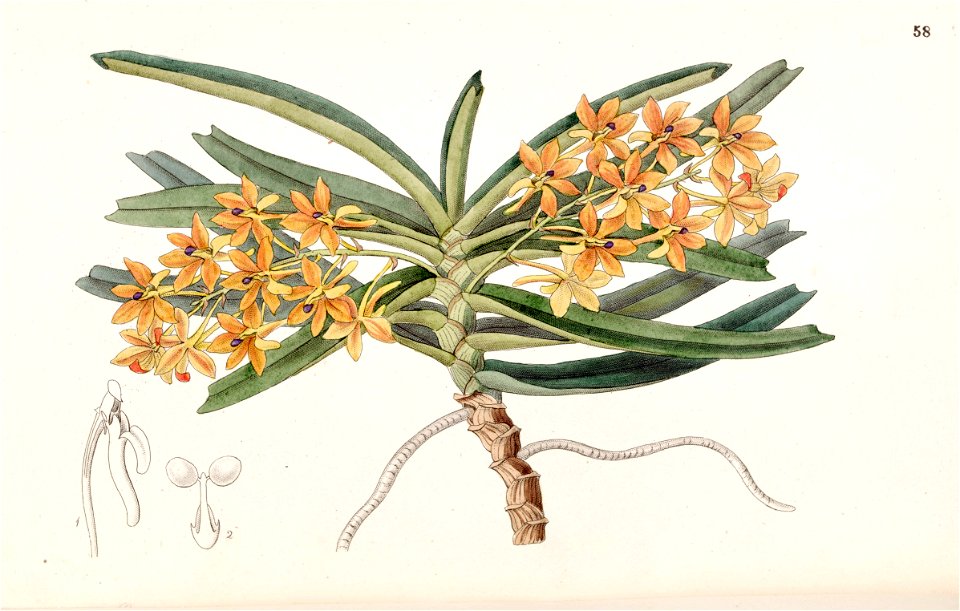 Ascocentrum miniatum (as Saccolabium miniatum) - Edwards vol 33 (NS 10) pl 58 (1847)