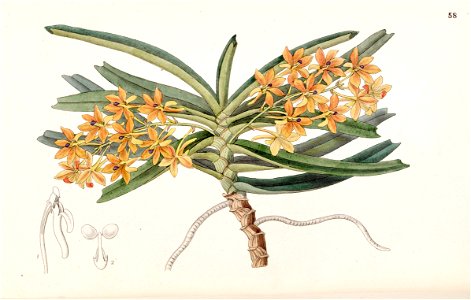 Ascocentrum miniatum (as Saccolabium miniatum) - Edwards vol 33 (NS 10) pl 58 (1847)