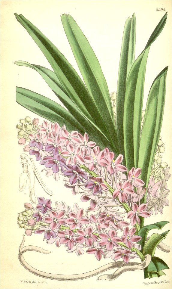 Ascocentrum ampullaceum (as Saccolabium ampullaceum) - Curtis' 92 (Ser. 3 no. 22) pl. 5595 (1866)