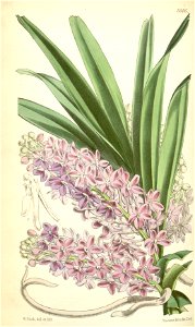 Ascocentrum ampullaceum (as Saccolabium ampullaceum) - Curtis' 92 (Ser. 3 no. 22) pl. 5595 (1866). Free illustration for personal and commercial use.