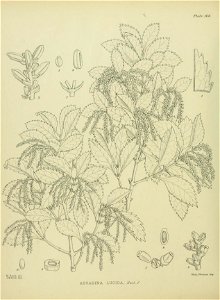 Ascarina lucida