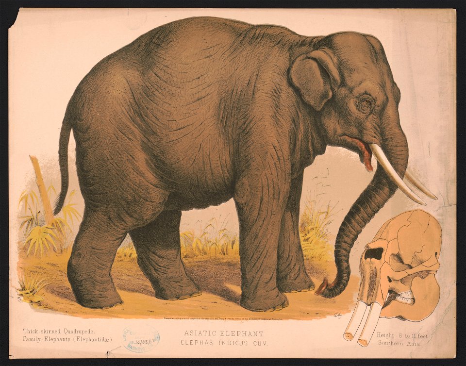 Asiatic elephant - Elephas indicus cuv - E.K. LCCN2017660721