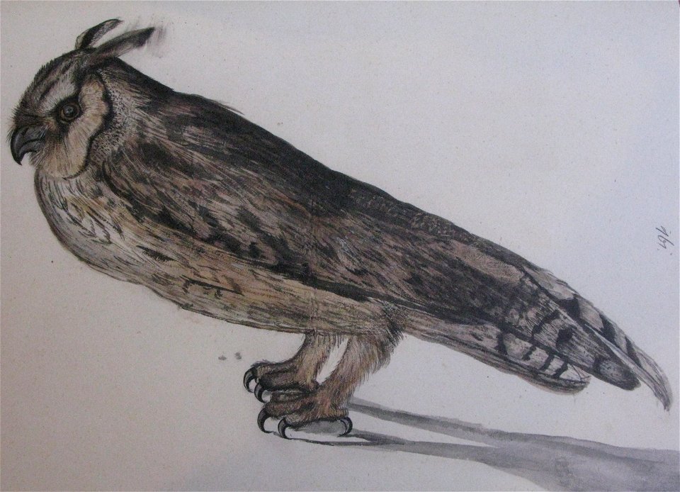 Asio otus, Iconotheca Valvasoriana