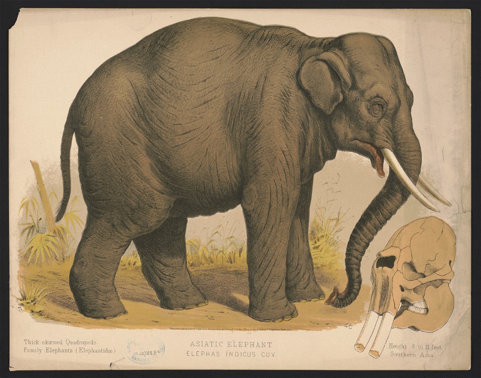 Asiatic elephant - Elephas indicus cuv - E.K. LCCN2017660721