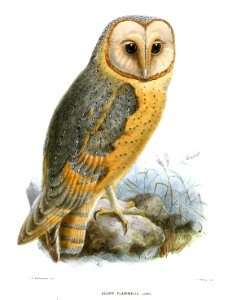 AsioFlammeusKeulemans