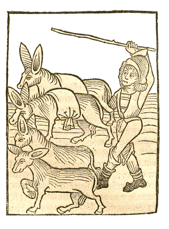 Asinus-Esel1