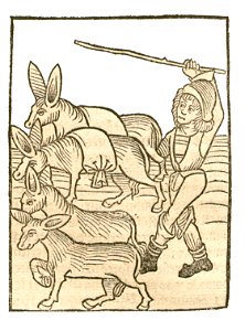 Asinus-Esel1