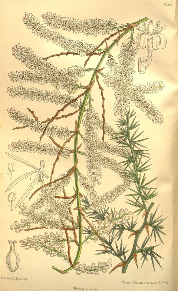 Asparagus tetragonus 135-8288