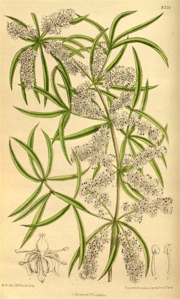 Asparagus falcatus 144-8751