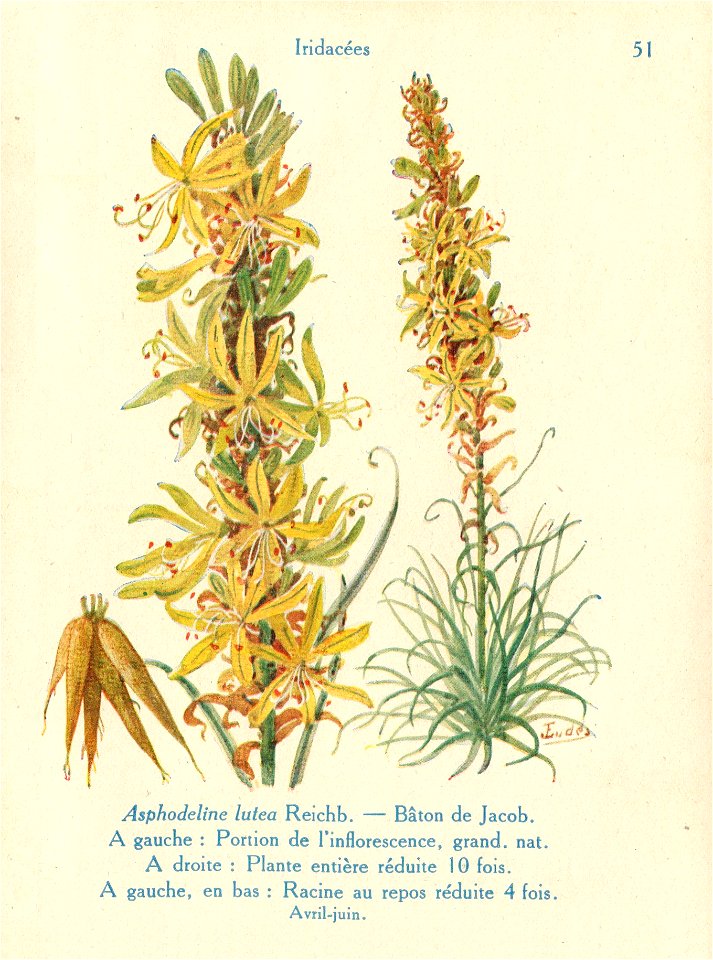 Asphodeline-J.Eudes-51