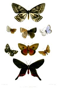 AsianLepidoptera2Mintern 1874