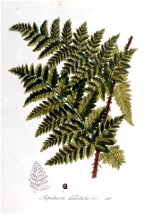 Aspidium dilatatum — Flora Batava — Volume v7