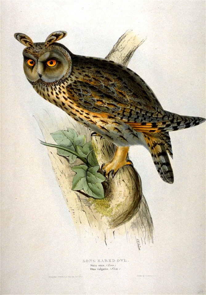 Asio otus by John Gould