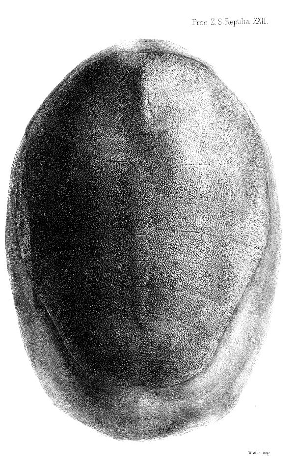 AspidochelysLivingstoniiFordCarapace
