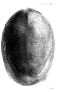 AspidochelysLivingstoniiFordCarapace