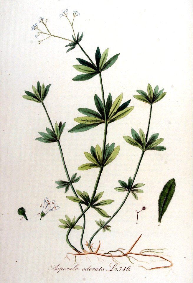 Asperula odorata — Flora Batava — Volume v10