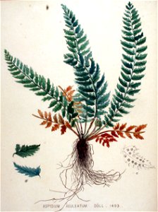 Aspidium aculeatum — Flora Batava — Volume v19