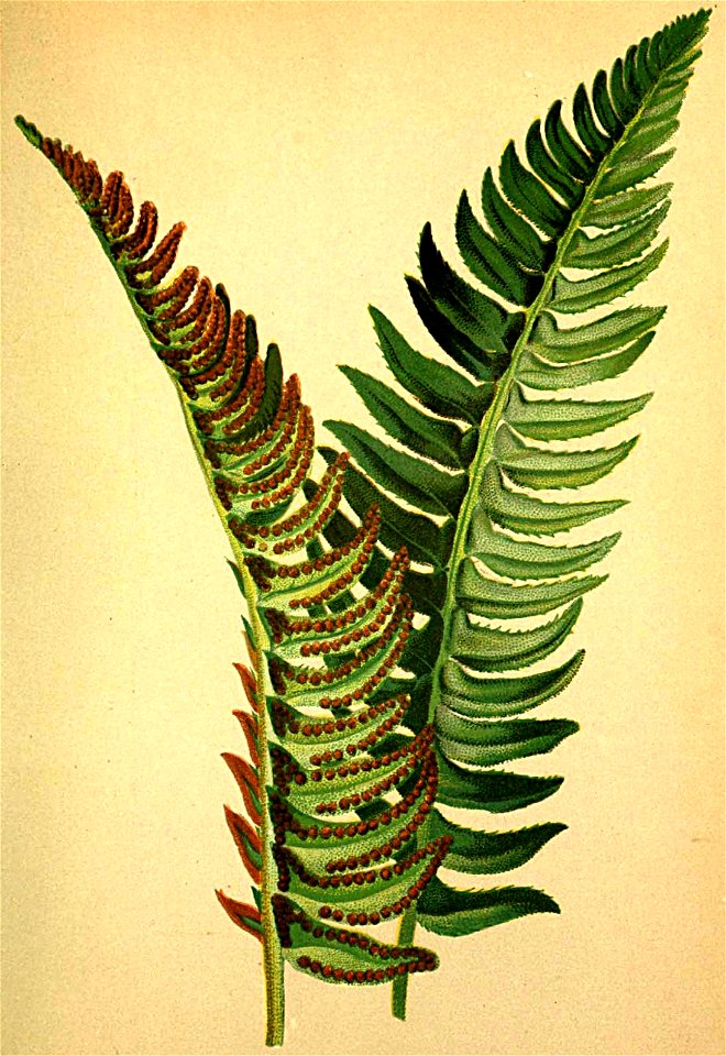 Aspidium lonchitis Atlas Alpenflora