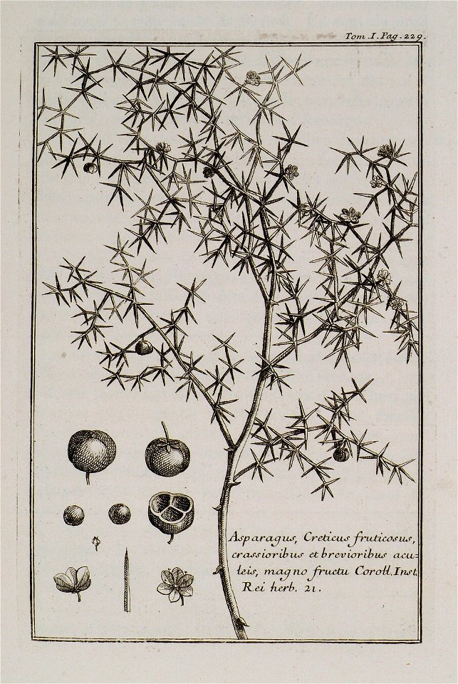 Asparagus, Creticus fruticosus, crassioribus et brevioribus acuteis, magno fructu Coroll Inst Rei Herb 21 - Tournefort Joseph Pitton De - 1717