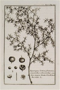 Asparagus, Creticus fruticosus, crassioribus et brevioribus acuteis, magno fructu Coroll Inst Rei Herb 21 - Tournefort Joseph Pitton De - 1717