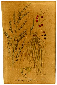 Asparagus officinalis Mann