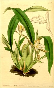 Aspasia variegata - Curtis v. 65 pl. 3679