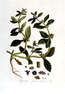 Asperugo procumbens — Flora Batava — Volume v2