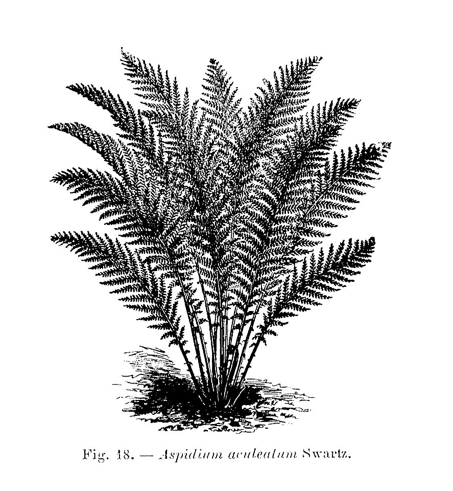 Aspidium aculeatum (dessin)