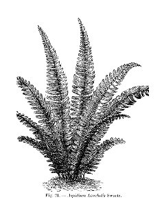 Aspidium lonchitis (dessin)