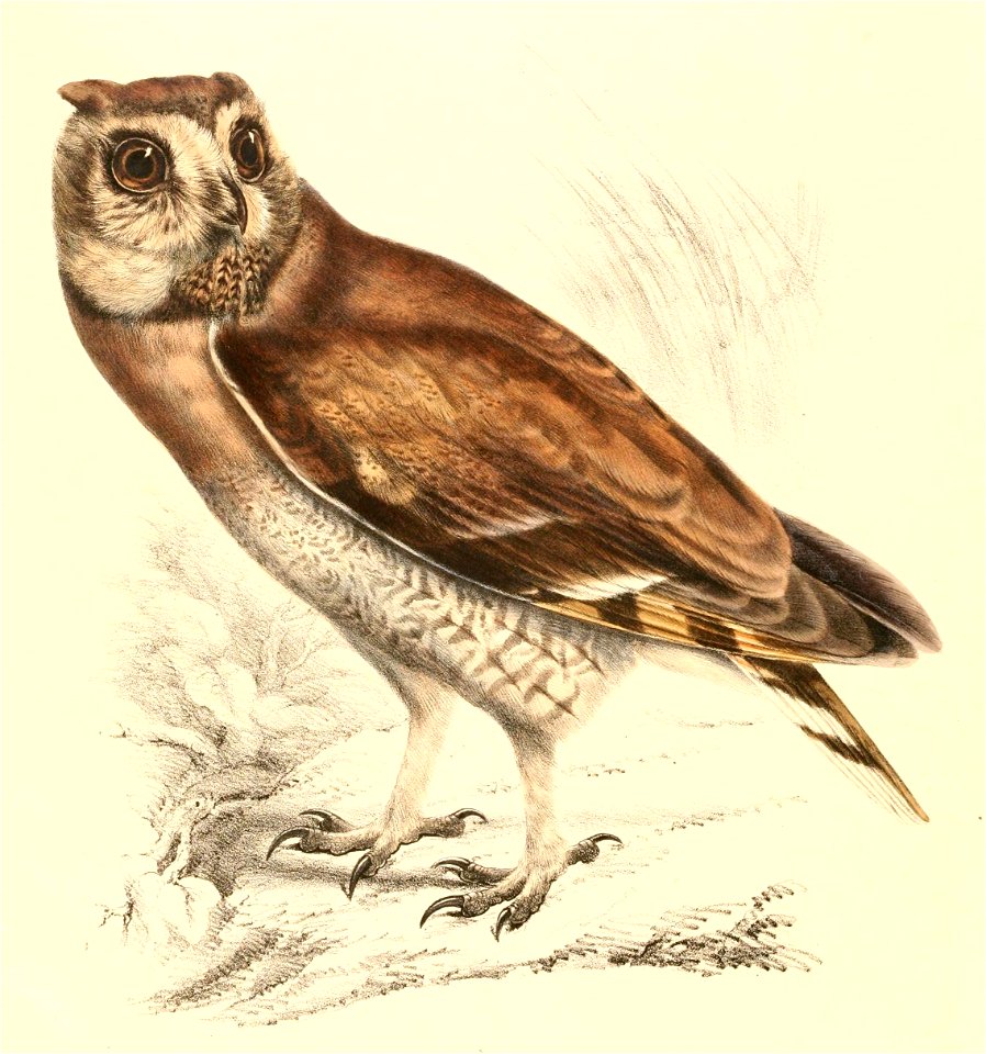 Asio capensis 1838