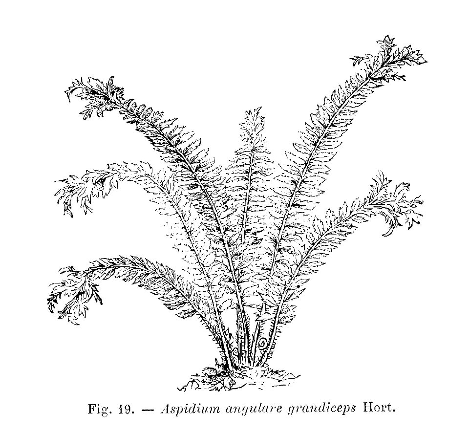 Aspidium angulare grandiceps