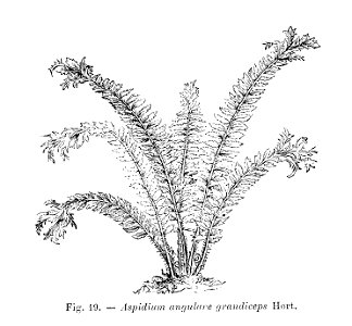 Aspidium angulare grandiceps