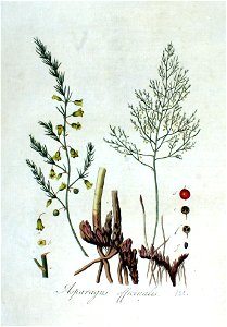 Asparagus officinalis — Flora Batava — Volume v2
