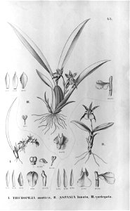 Aspasia variegata-Flora Brasiliensis 3-6-43