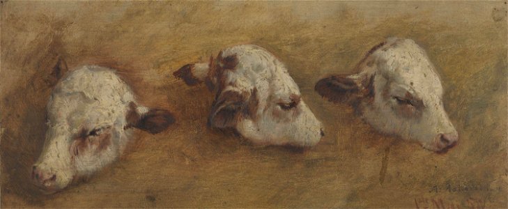 Anders Askevold - Study of Calfheads - NG.M.01280a - National Museum of Art, Architecture and Design. Free illustration for personal and commercial use.