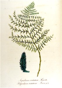 Aspidium cristatum — Flora Batava — Volume v12. Free illustration for personal and commercial use.