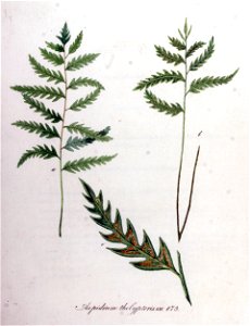 Aspidium thelypteris — Flora Batava — Volume v11