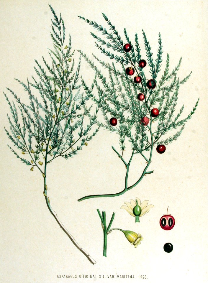 Asparagus officinalis — Flora Batava — Volume v15