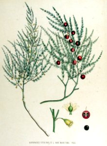 Asparagus officinalis — Flora Batava — Volume v15