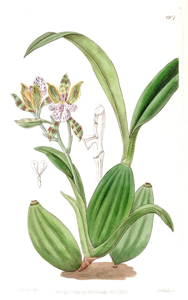 Aspasia variegata - Edwards vol 22 pl 1907
