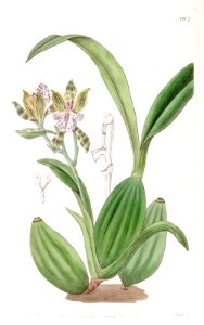 Aspasia variegata - Edwards vol 22 pl 1907
